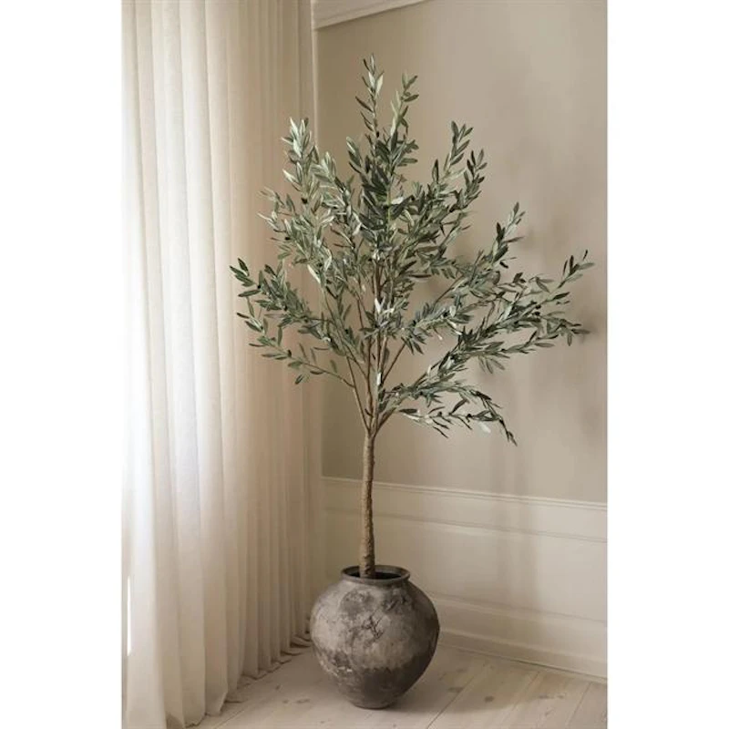 Olive Tree Green