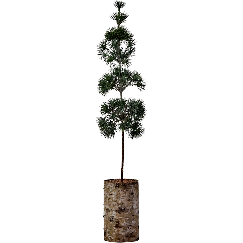 Pine Christmas Tree 60 cm, Green