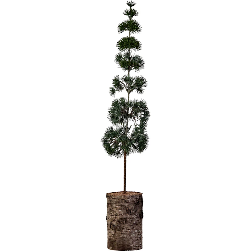 Pine Christmas Tree 80 cm, Green