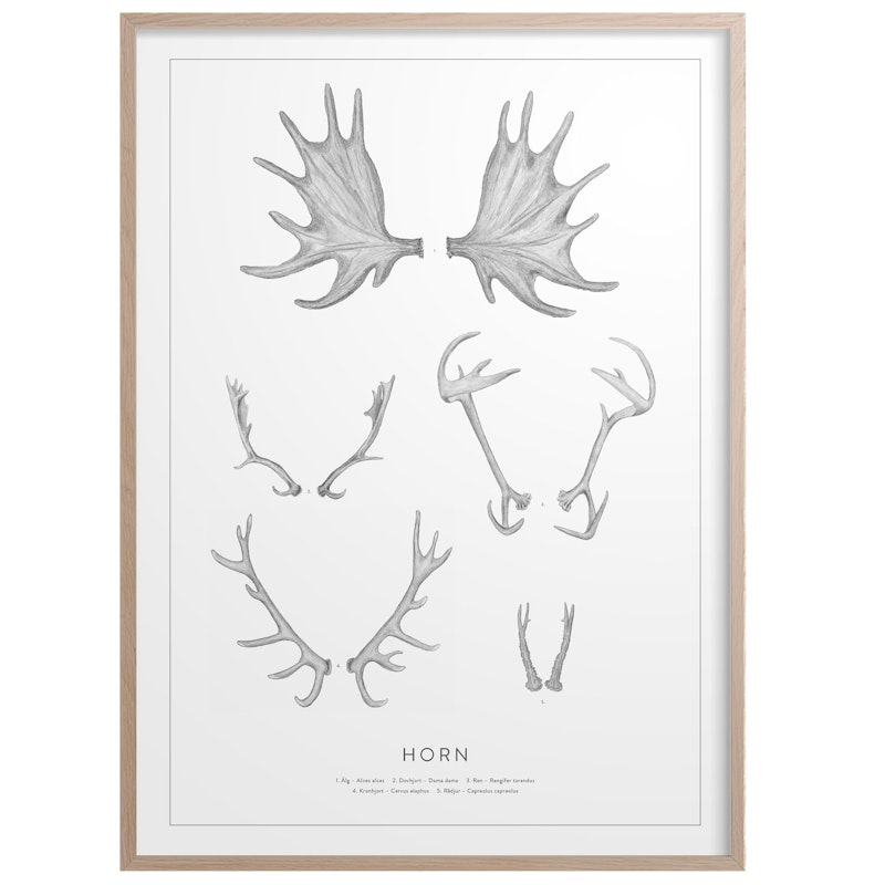 Horn Poster 50x70 cm